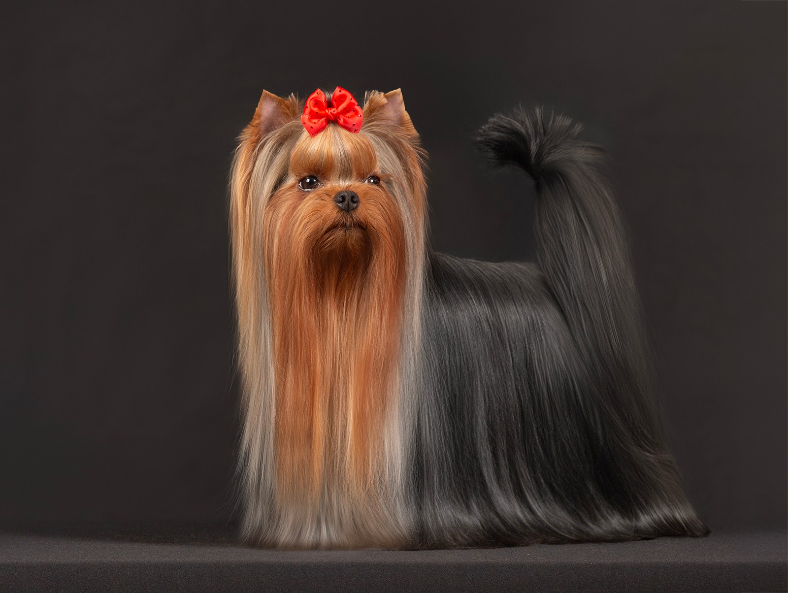 ELEGANT BAUBLES VERY VANILLA — Labaza DogPedigree YorkshireTerrier